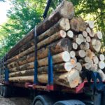 Epicéa en Grume – Camion de 50 Stères – Bois de Chauffage Idéal