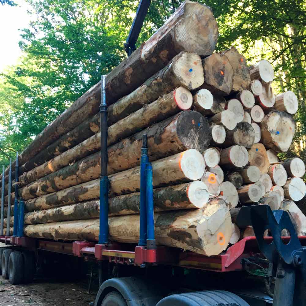 VISUEL_SAPIN-1 Epicéa en Grume – Camion de 50 Stères – Bois de Chauffage Idéal – Image 1