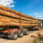 Grumes de bois Douglas – Camion de 50 Stères – Prêt à l’Emploi