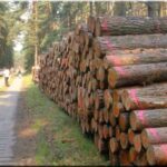 Grumes de pin sylvestre PEFC par 1 camion – 50M3